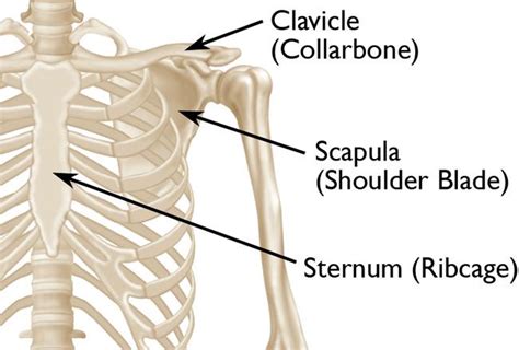 Clavicle Fracture Broken Collarbone