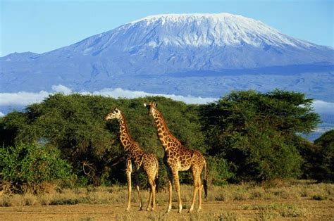 Kilimanjaro apret.jpg 1,600 × 1,200; Park Narodowy Kilimandżaro | | DinoAnimals.pl