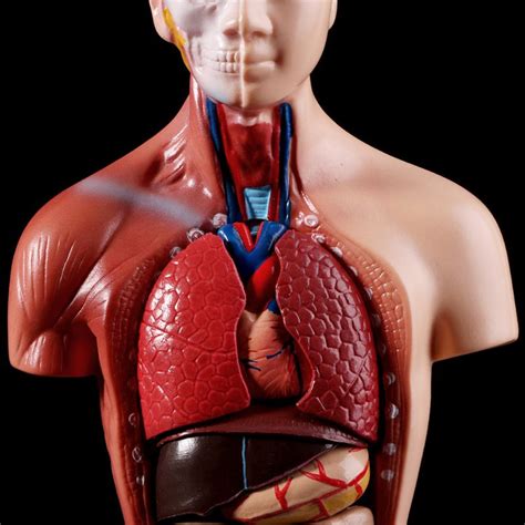 Human Torso Body Model Anatomy Anatomical Medical Internal Organs For ...