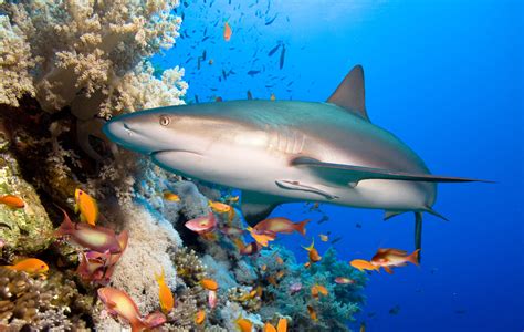 Best Spots To Find Marine Life While Diving Scuba Diver Life