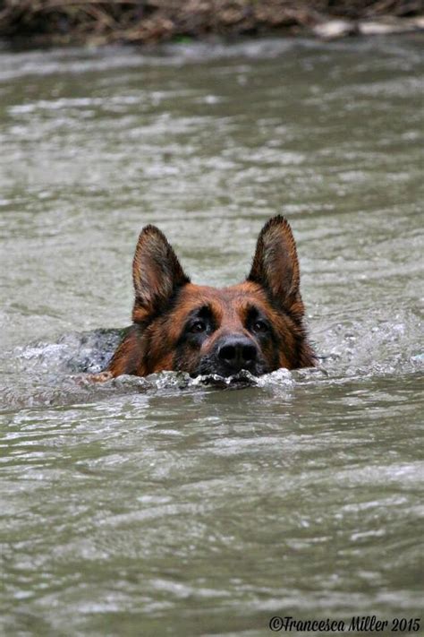 Just Keep Swimming Swimming Shepherd Dog German Shepherd