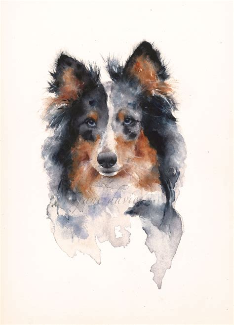 Pet Portrait In Watercolour Of A Sheltie Dog Painted By Artist Jane