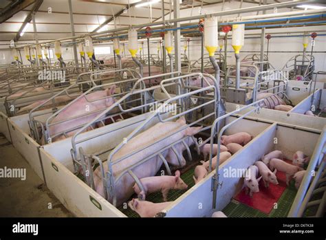 Pig Farming Sows And Piglets In Farrowing Crates In Indoor Unit