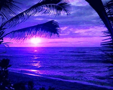 Palm Tree Sunrise Beautiful Beaches Sunset Beautiful Beach Sunset