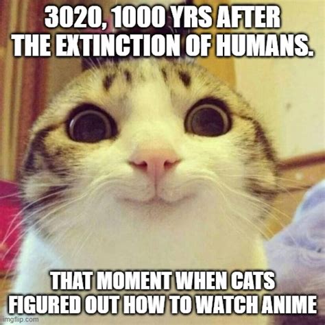Anime Cat Imgflip