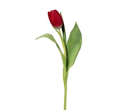 Red Tulip 6 Pretty Flowers And Their Symbolic Meanings Real Simple