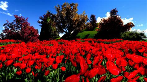 Free Download Red Flower Hd Wallpapers 1920x1080 For Your Desktop