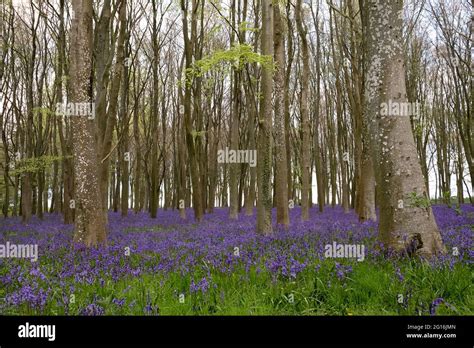 Bluebells At Badbury Hill Oxfordshire Stock Photo Alamy