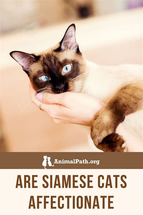 Are Siamese Cats Affectionate Yes And Heres Why In 2022 Siamese