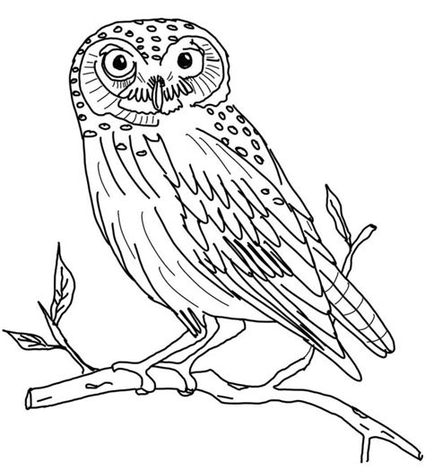 Snow Owls Free Coloring Pages