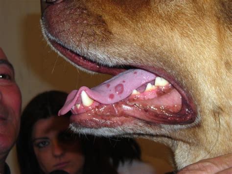 Resolution Of Tongue Lesions Caused By Leishmania Infantum In A Dog