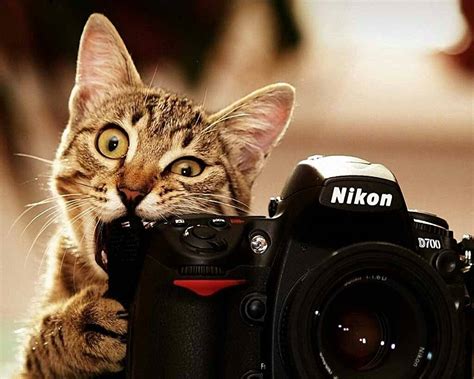 Funny Cat Wallpaper By Rs0707 68 Free On Zedge