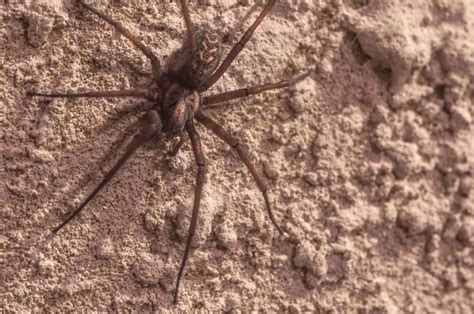 Brown Recluse Spider Bite Signs Stages Symptoms And Treatment