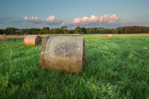 Round Bales Of Hay Lying On A Green Meadow Stock Image Image Of