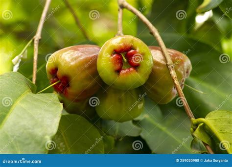 Raw Water Apples Fruits Syzygium Aqueum On Its Tree Known As Rose