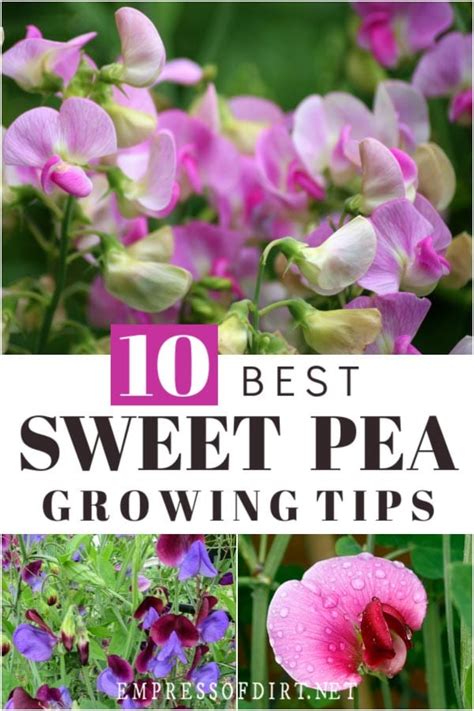 10 Best Tips For Growing Sweet Peas Empress Of Dirt