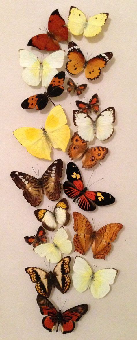 35 Best Framed Real Butterfly Art Images Butterfly Art Butterfly