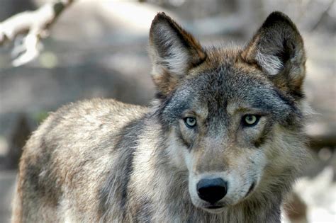 Biologists Mis Sexed A Colorado Wolf Now It May Have Given Birth To