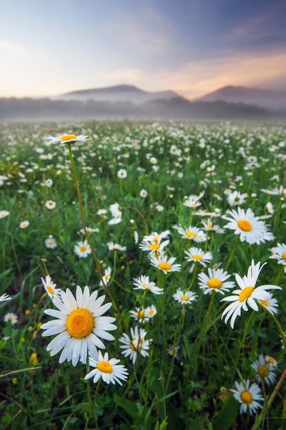 Premium Photo Daisies In The Field Near The Mountains Meadow With