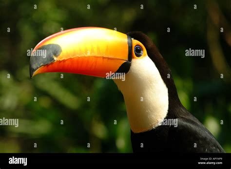 Animal Toucan Colors Colour Color Bird Birds Animal Animals