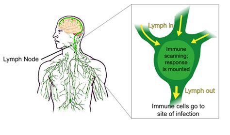 Figure 1 The Bodys Lymphatic System Lymphatic System Lymphatic