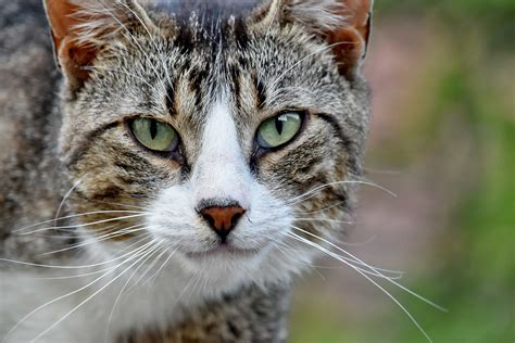 Kostenlose Bild Schönes Foto Hauskatze Porträt Gestreifte Katze Auge Pelz Tier