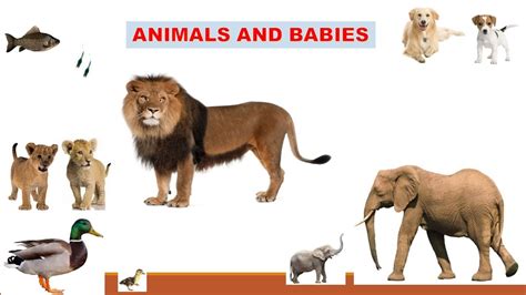 Animals And Their Babies For Kids Youtube