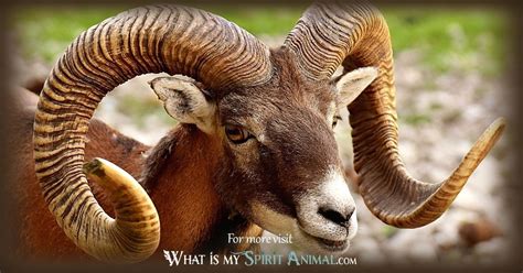Ram Symbolism And Meaning Spirit Totem And Power Animal