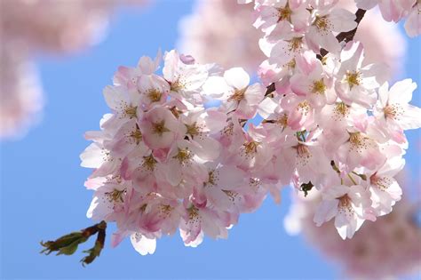 8 000 Free 벚꽃 And Cherry Blossom Images Pixabay