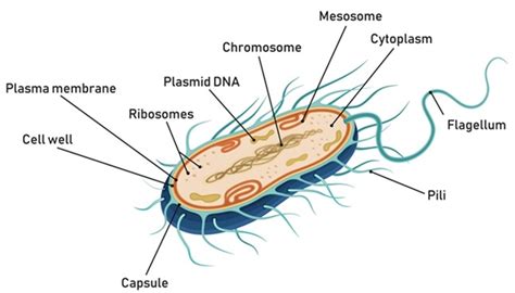 Maybe you would like to learn more about one of these? What Is The Structural Difference between Flagella and ...
