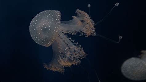 Wallpaper Jellyfish Tentacles Underwater World Depth Sea Hd