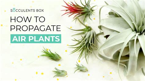 How To Multiply Your Air Plant Collection Fast And Free Air Plant