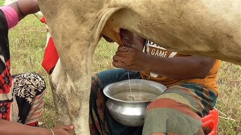 Milking Cow By Hands Milking Cows Cow Milking By Hand Village