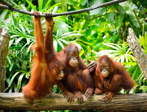 How Orangutans Are Just Like Humans Readers Digest