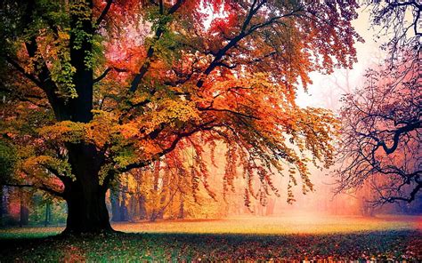 Welcome To Autumn Tree Grass Nature Forests Leaves Autumn Hd