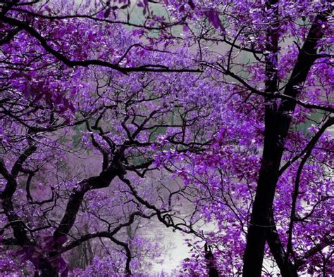 Purple Autumn Leaves Lovely Fall Pinterest
