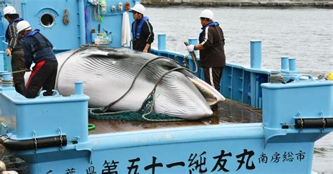 Japan Slaughters 333 Whales In Annual Antarctic Hunt
