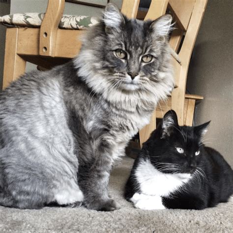 15 Super Sized Maine Coons That Will Make Your Cat Look