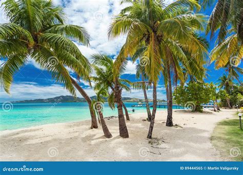 Tropical Beach With Coconut Palm Trees And Lagoon On Fiji Island Stock