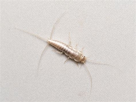 Silverfish How To Identify Control And Get Rid Of Them