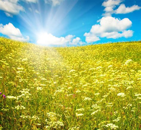 Green Field With Blooming Flowers And Blue Sky Stock Image Image Of
