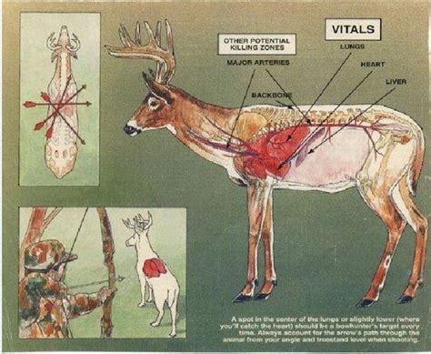 What Should You Know About Anatomy Of An Elk