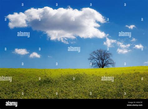 Rural Landscape Of Isolated Tree Backlit Green Hills And Blue Sky With