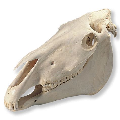 Image Result For Horse Skull Horse Anatomi Saker Att Köpa