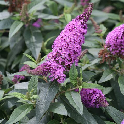 Pugster Periwinkle Butterfly Bush Plant Addicts