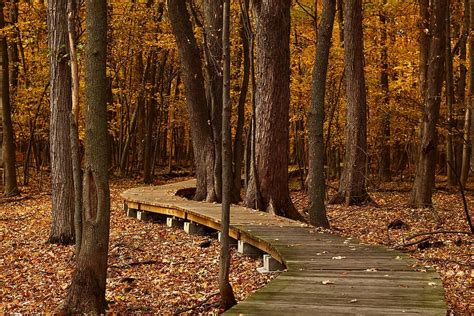 Wooden Bridge Beneath Forest Fall Leaves Trail Foliage Autumn