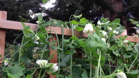 How To Build And Utilize A Trellis For Sugar Snap Peas Snap Pea
