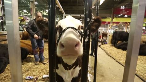 Royal Agricultural Winter Fair 7 Things You Need To Know Toronto