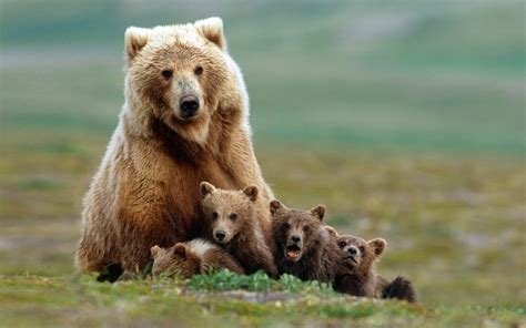 1920x1200 Animals Bears Baby Animals Wallpaper Coolwallpapersme