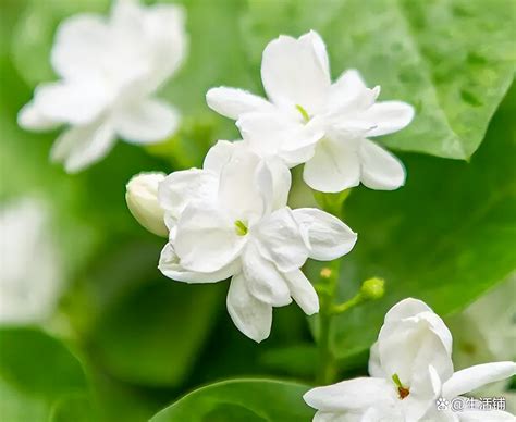 Jasmine Cultivation Methods And Precautions Watering And Fertilizing